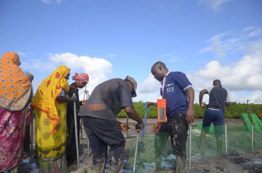 Mangrove restoration project