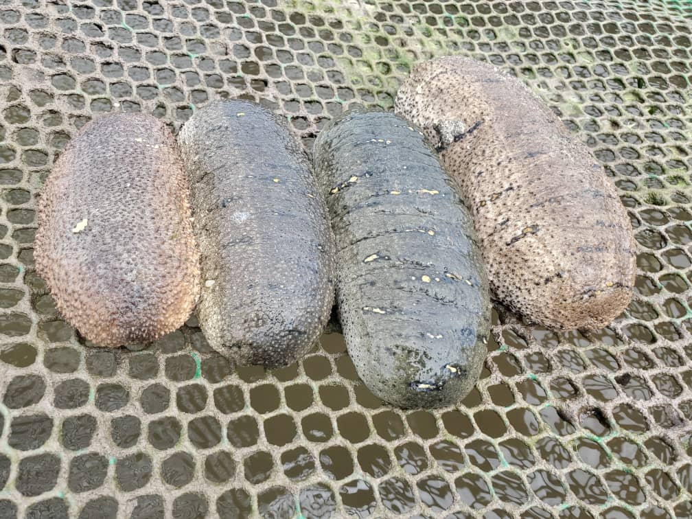 Sea cucumbers closeup
